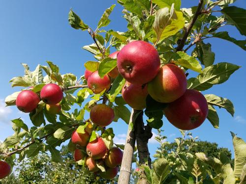Apfelplantagen in Kivik © Wolfgang Sander 2018